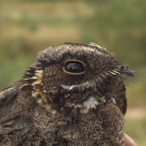 Caprimulgas pectoralis (Fiery-necked Nightjar/ Afrikaanse Naguil)