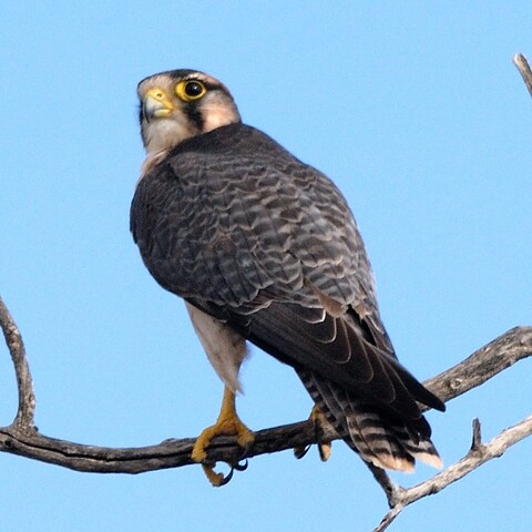 Falco biarmicus (Lanner Falcon/ Edelvalk)