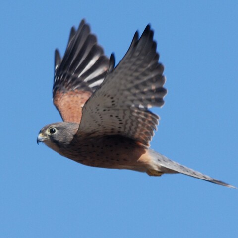 Falco rupicolus (Rock Kestrel/ Kransvalk)