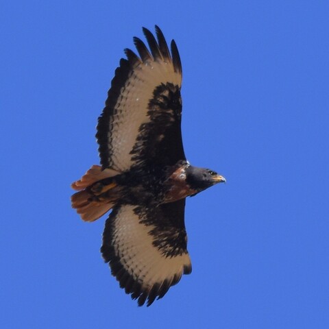 Buteo rufofuscus (Jackal Buzzard/ Rooiborsjakkalsvoël)