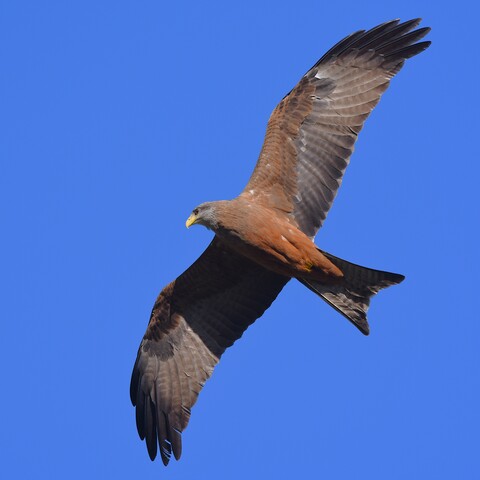 Milvus parasitus (Yellow-billed Kite/ Geelbekwou)