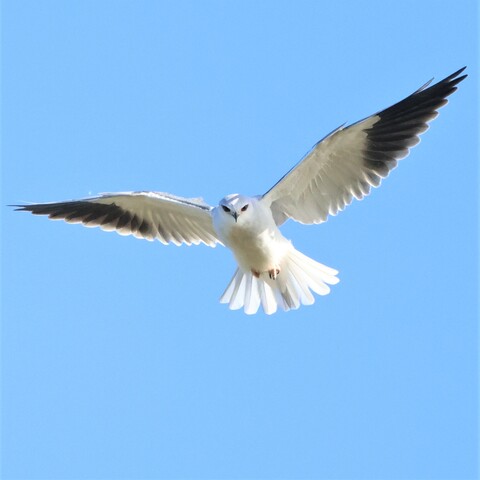 Elanus caeruleus&nbsp;ssp.&nbsp;caeruleus (Black-winged Kite/ Blouvalk)