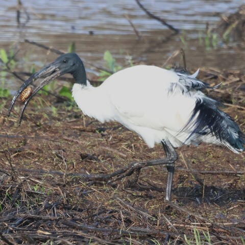Threskiornis aethiopicus (African Sacred Ibis/ Skoorsteenveër)