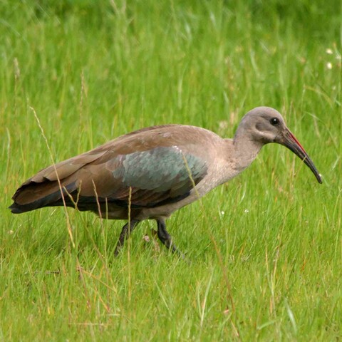 Bostrychia hagedash (Hadeda Ibis/ Hadeda)