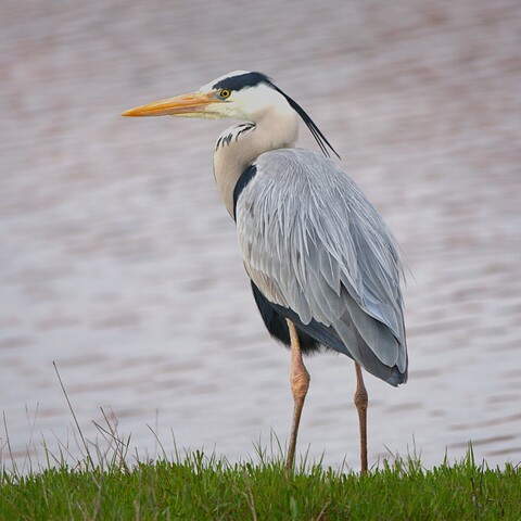 Ardea cinerea (Grey Heron/ Bloureier)