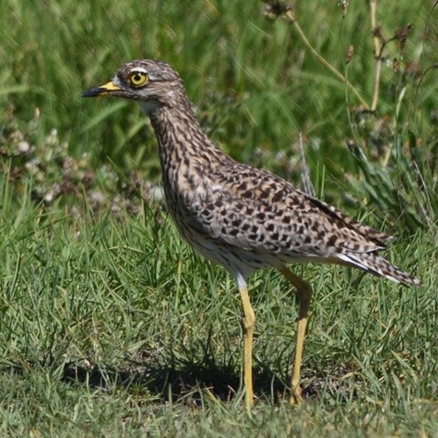 Burhinus capensis (Spotted Thick-knee/ Gewone Dikkop)