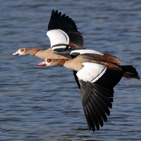 Alopochen aegyptiaca (Egyptian Goose/ Kolgans)